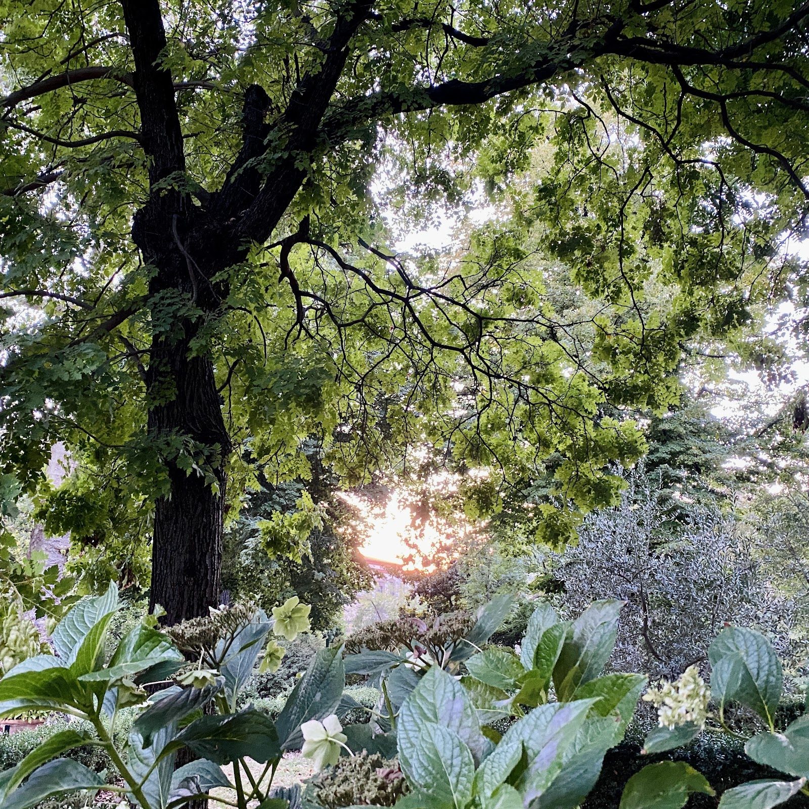 Orto Botanico "Giardino dei Semplici", Florence