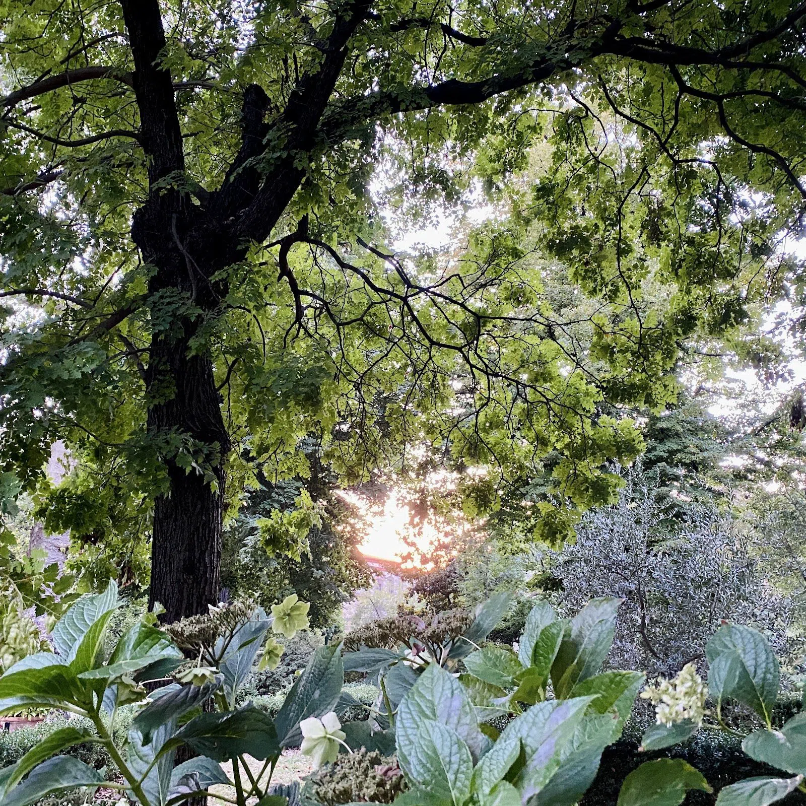 Orto Botanico "Giardino dei Semplici", Florence