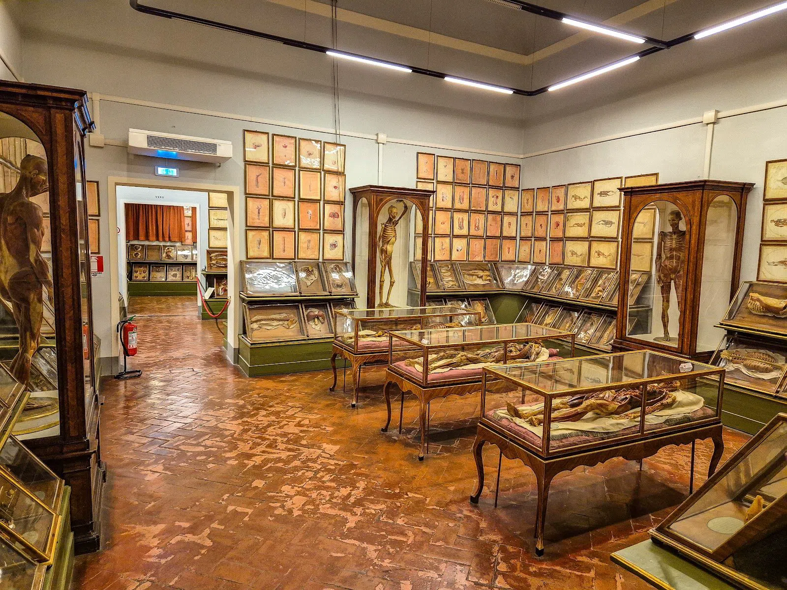 Museo di Storia Naturale – La Specola, Florence